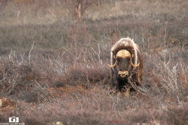 Musk Ox at Dovrefjell 3