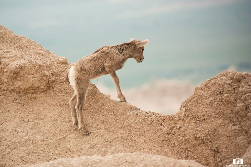 Baby Bighorn Sheep