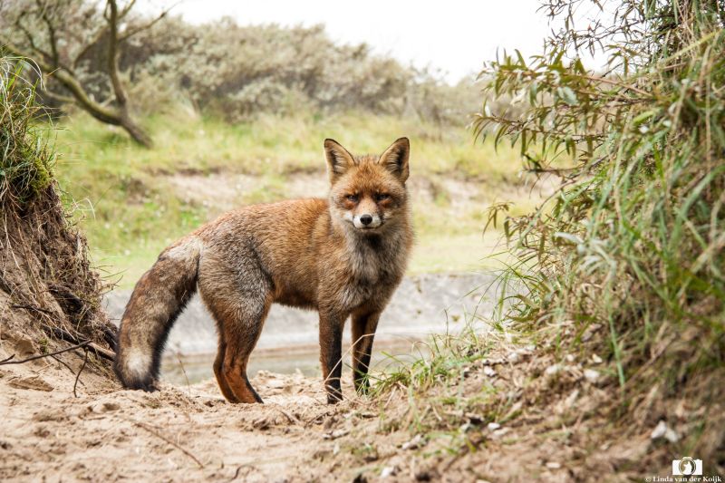 Red Fox 3