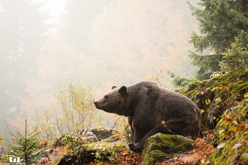 Brown Bear