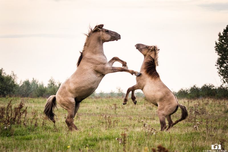 Konik Horses