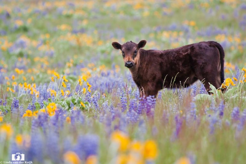 Young Cow