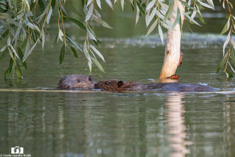 Beaver parent and child