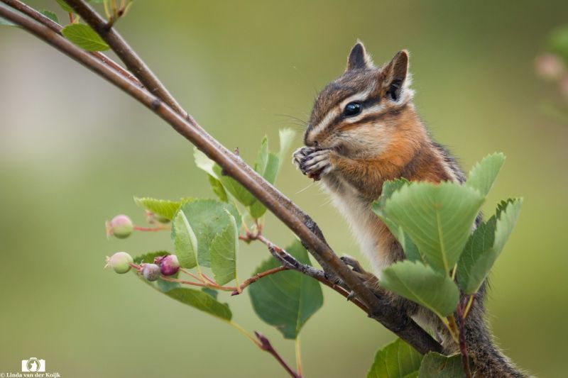 Chipmunk
