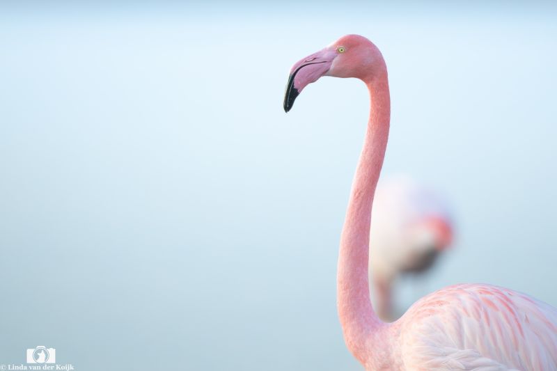 Flamingo 3