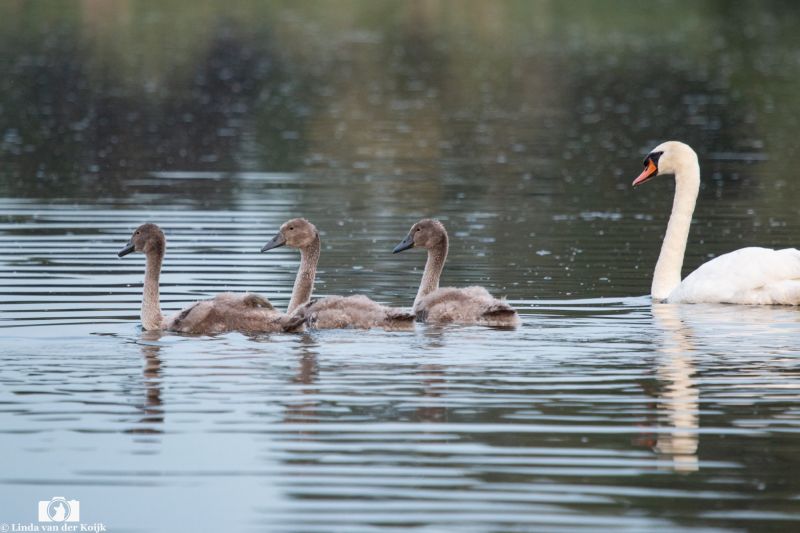 Mute Swans