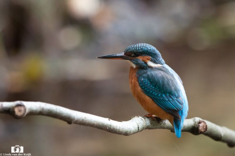King Fisher