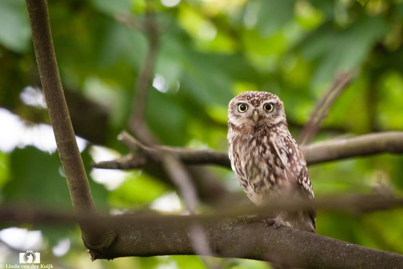Stone Owl