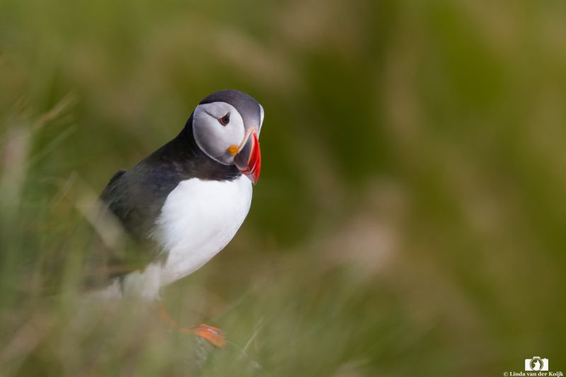 Puffin 1