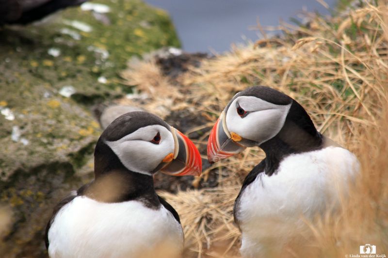 Puffins