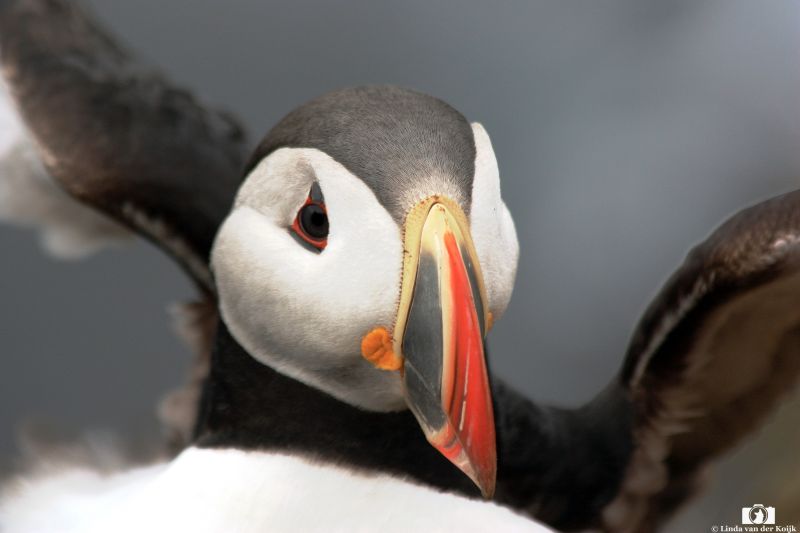 Puffin 2