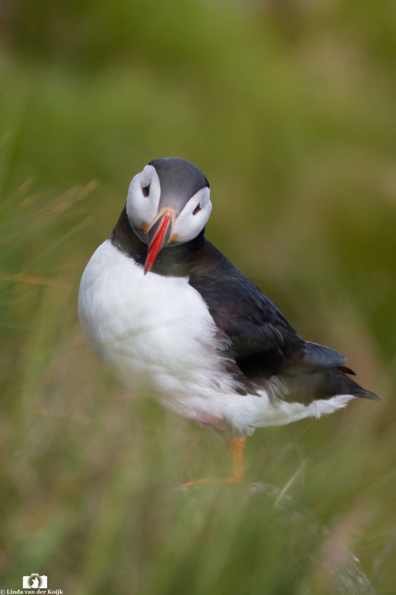 Puffin 3