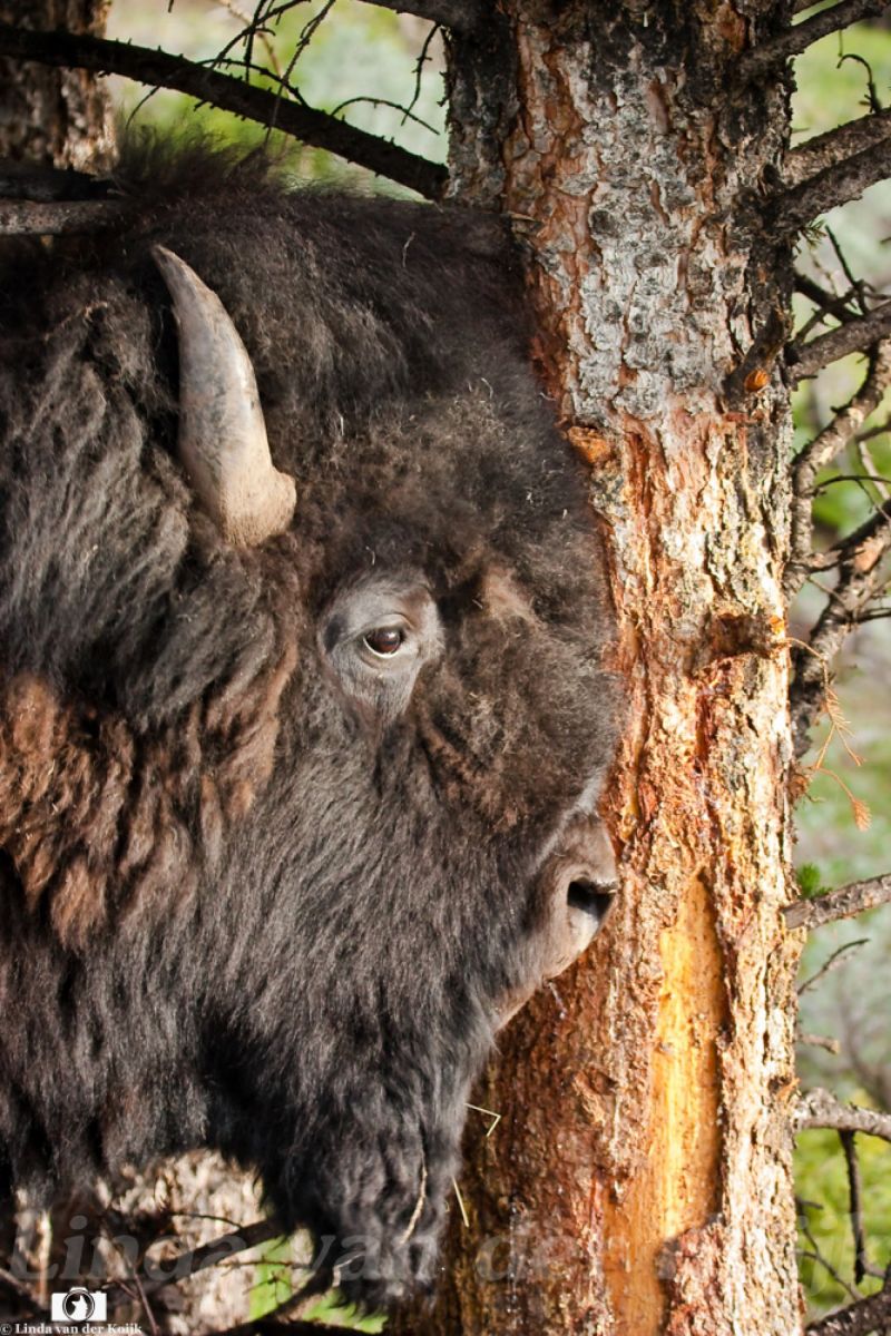 Bison