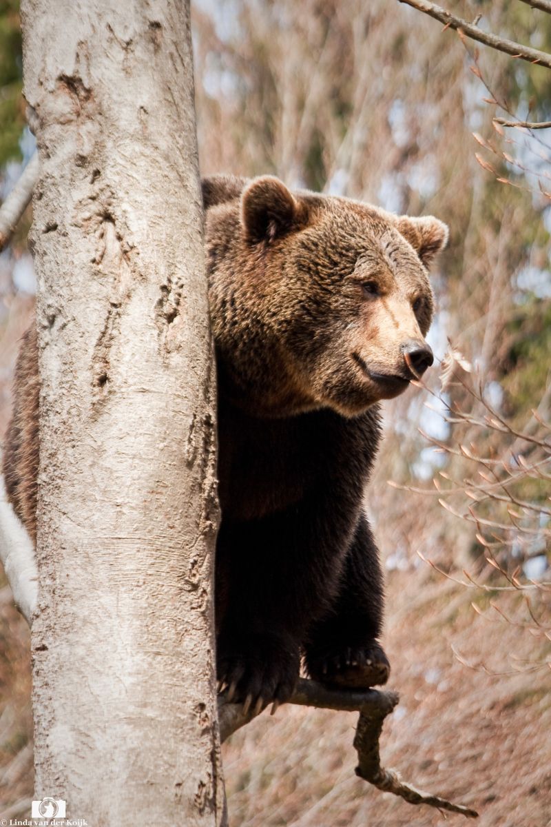 Brown Bear