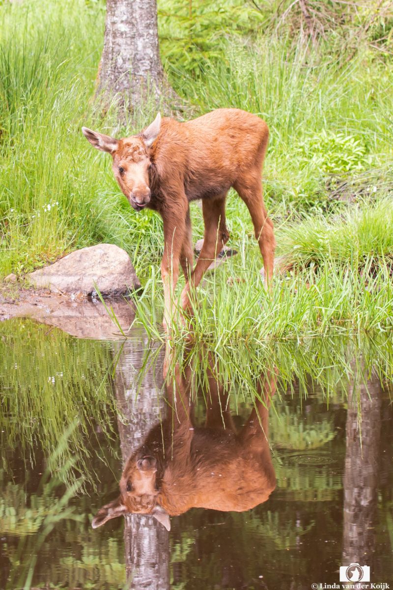 Baby Moose reflection 2